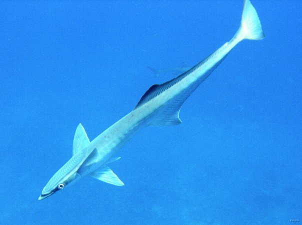 65- Un remora 